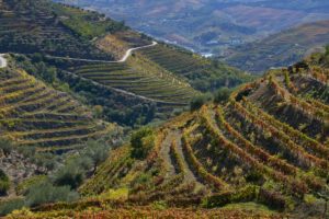 vineyards, steep terraces, Douro Valley, Portugal vineyards, steep terraces, Douro Valley, Portugal